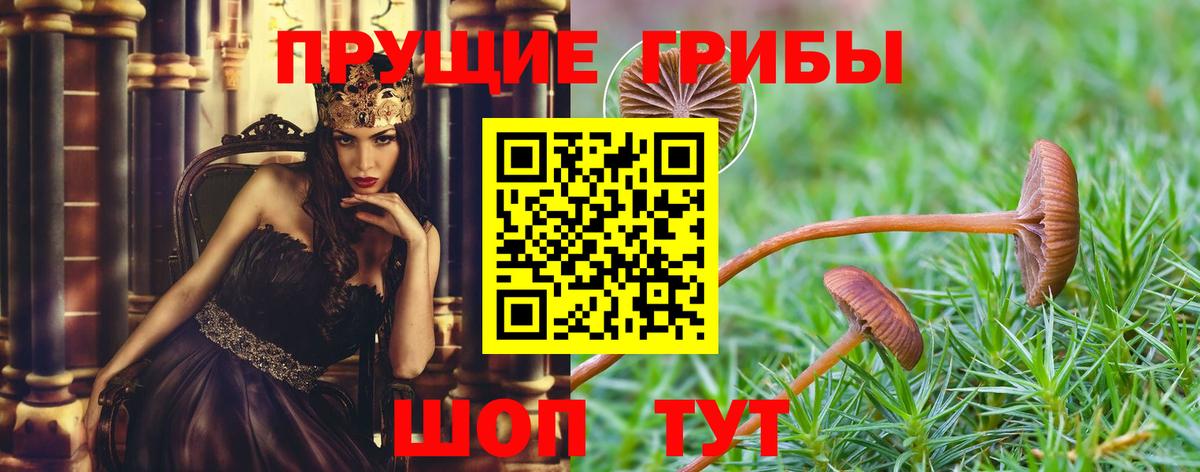 где купить наркотик  Галлюциногенные грибы Psilocybe  Вход с VPN  Кизляр  Галлюциногенные грибы Psilocybe 